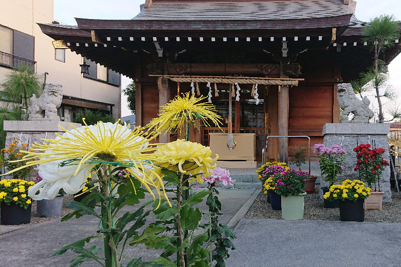 前川神社の菊